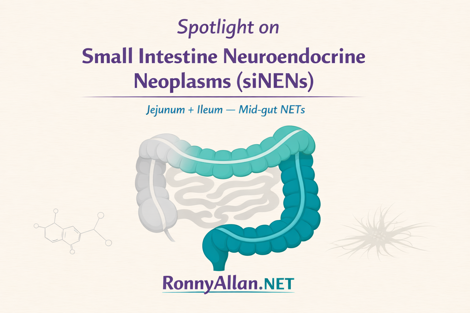 Spotlight on Small intestine Neuroendocrine Neoplasms (siNENs)